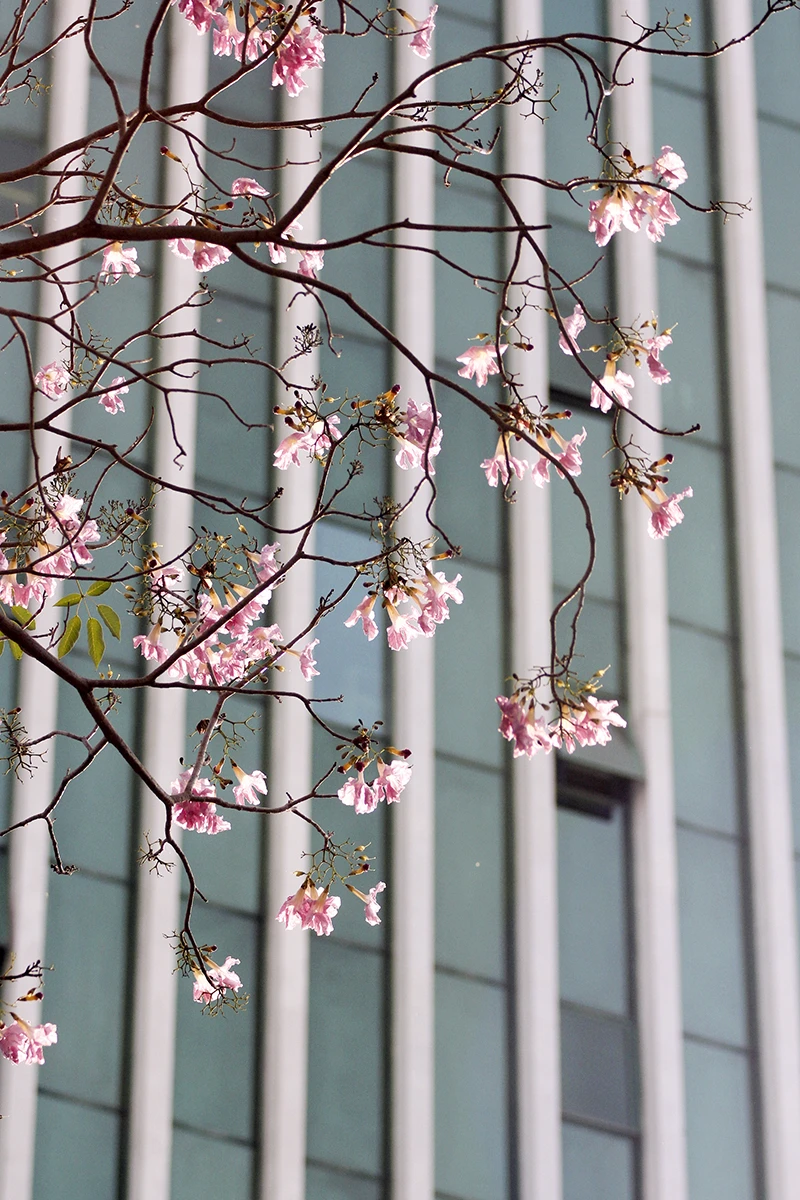 Hoa kèn hồng trên phố Sài Gòn ảnh 2